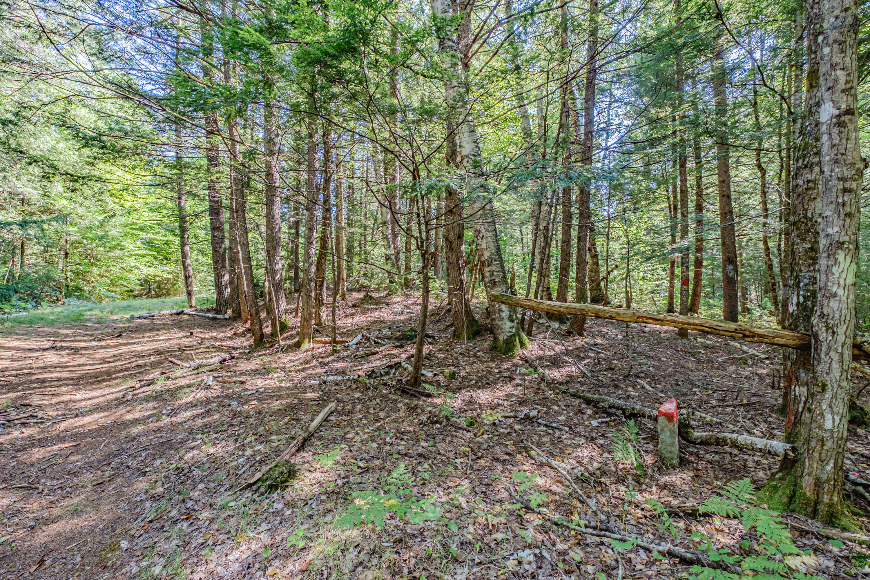 Lot 22 A Forest Denmark, ME 04022 - Photo 8 of 11 0BEB3889-9B92-43FD-A6EA-ACEDF66420D6