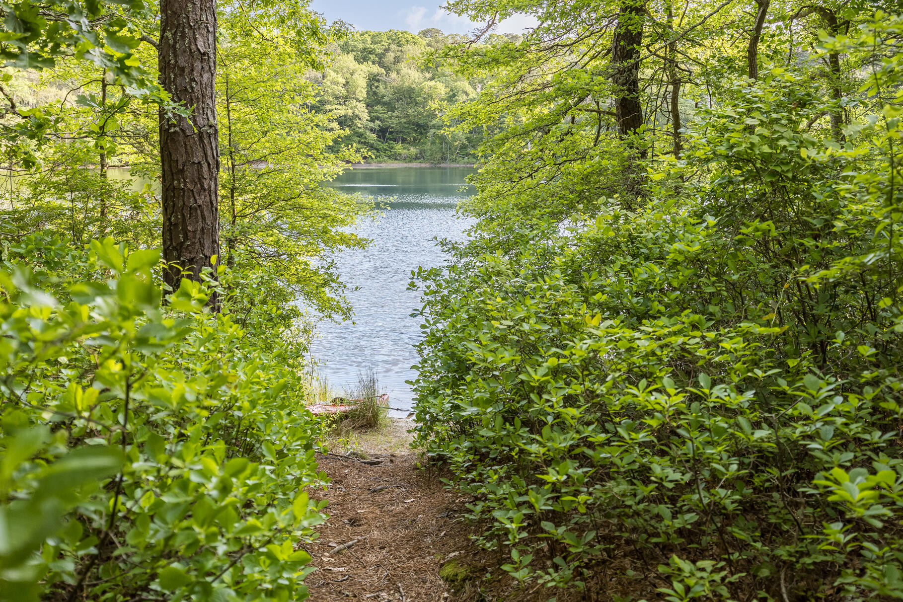 43 Owl Pond Road Brewster, MA 02631 - Photo 29 of 35 a view of a garden with plants