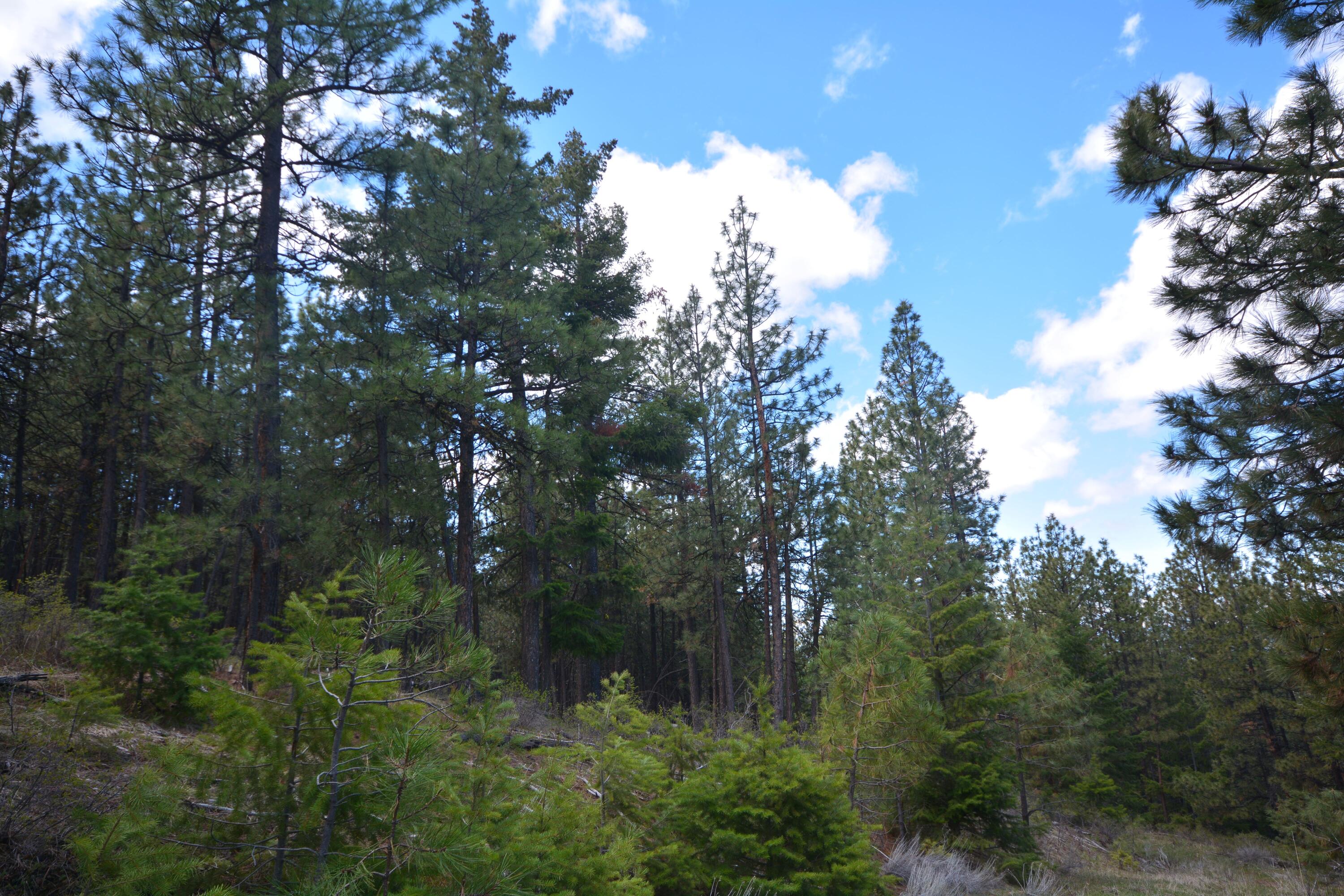 Tbd Lofton Creek Road Prineville, OR 97754 - Photo 8 of 9 362 5 mls