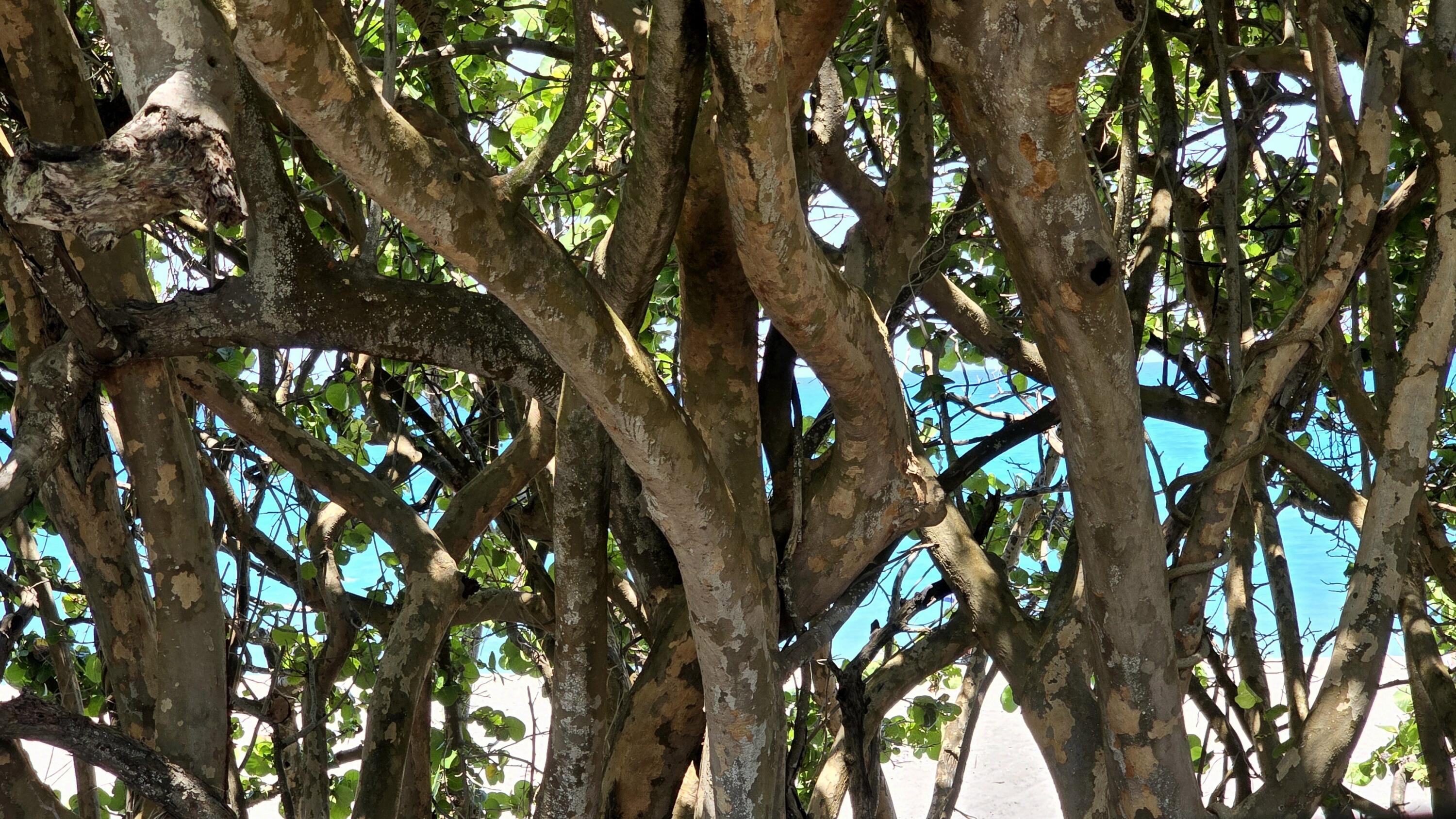 105 Bonefish Circle Jupiter, FL 33477 - Photo 46 of 56 Jupiter Beach