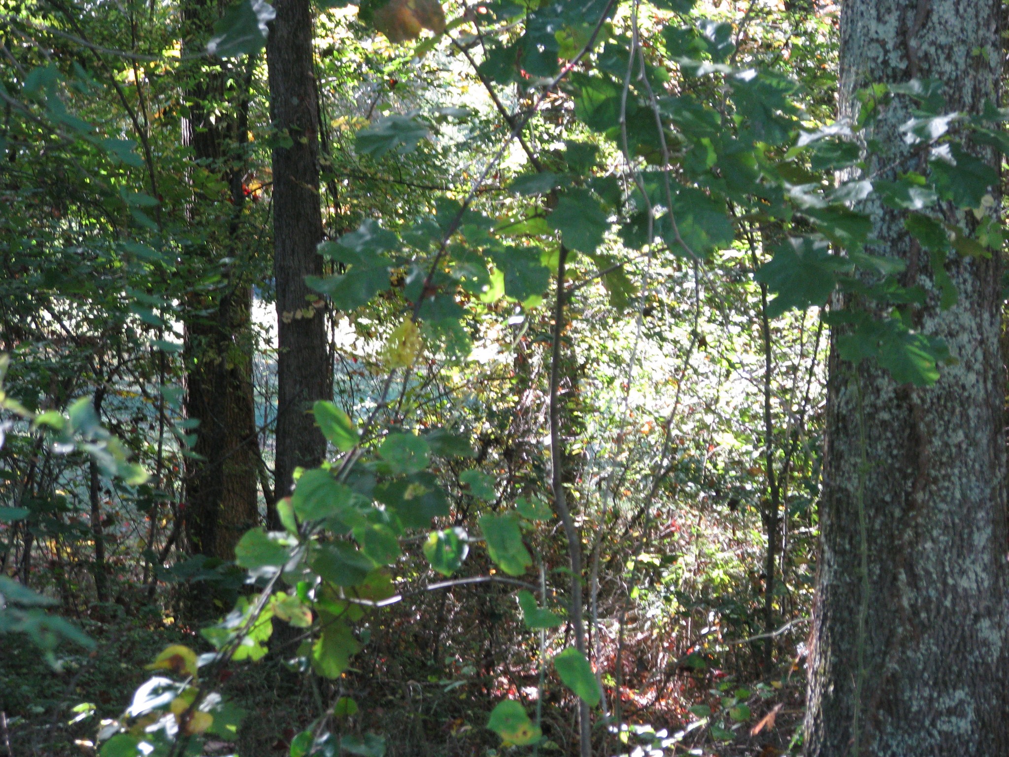 0 Hargis Road McEwen, TN 37101 - Photo 1 of 15 Gallery Image 1