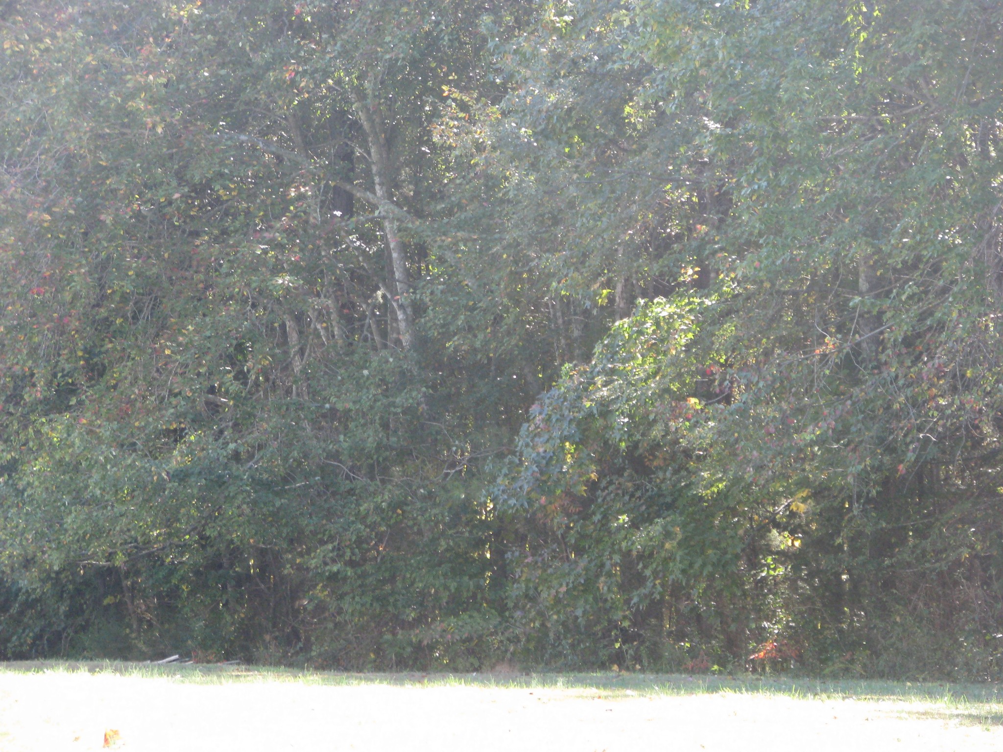 0 Hargis Road McEwen, TN 37101 - Photo 12 of 15 Gallery Image 12