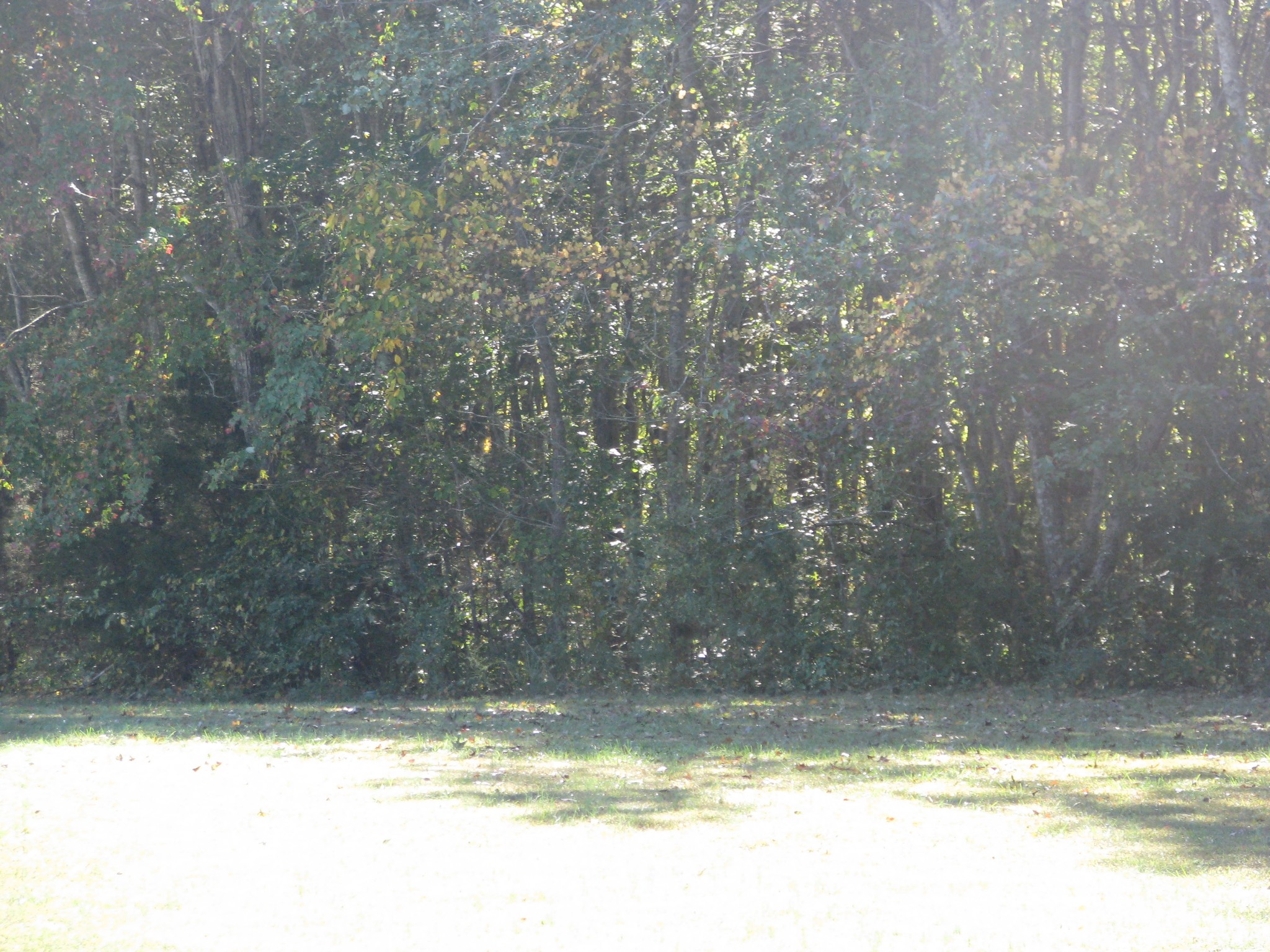 0 Hargis Road McEwen, TN 37101 - Photo 13 of 15 Gallery Image 13