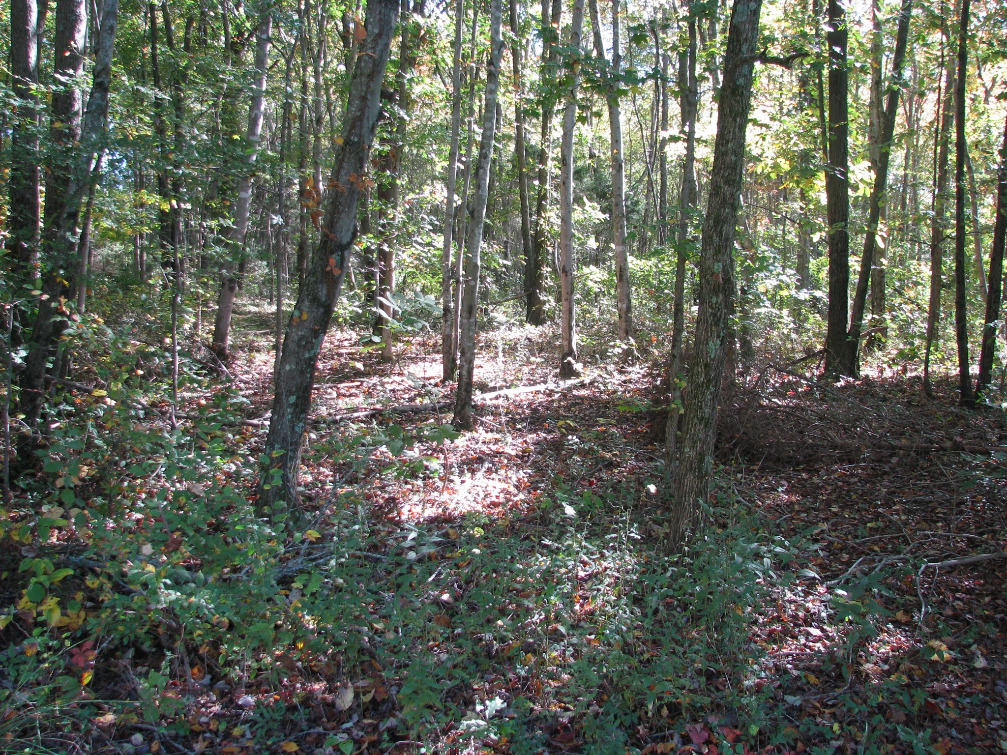 0 Hargis Road McEwen, TN 37101 - Photo 3 of 15 Gallery Image 3
