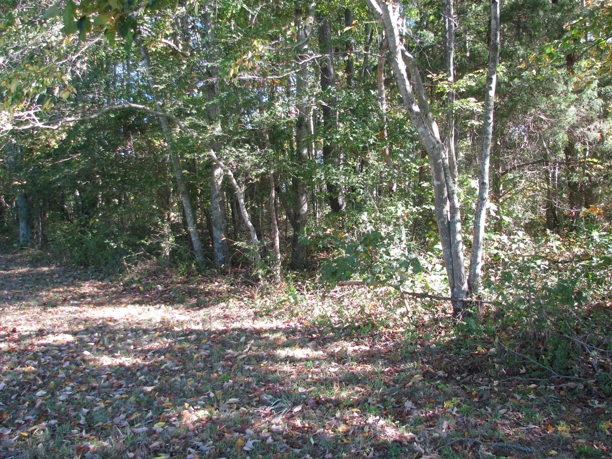 0 Hargis Road McEwen, TN 37101 - Photo 4 of 15 Gallery Image 4