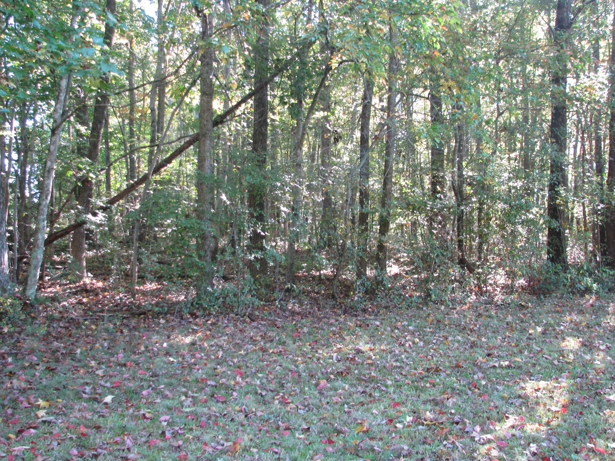 0 Hargis Road McEwen, TN 37101 - Photo 6 of 15 Gallery Image 6