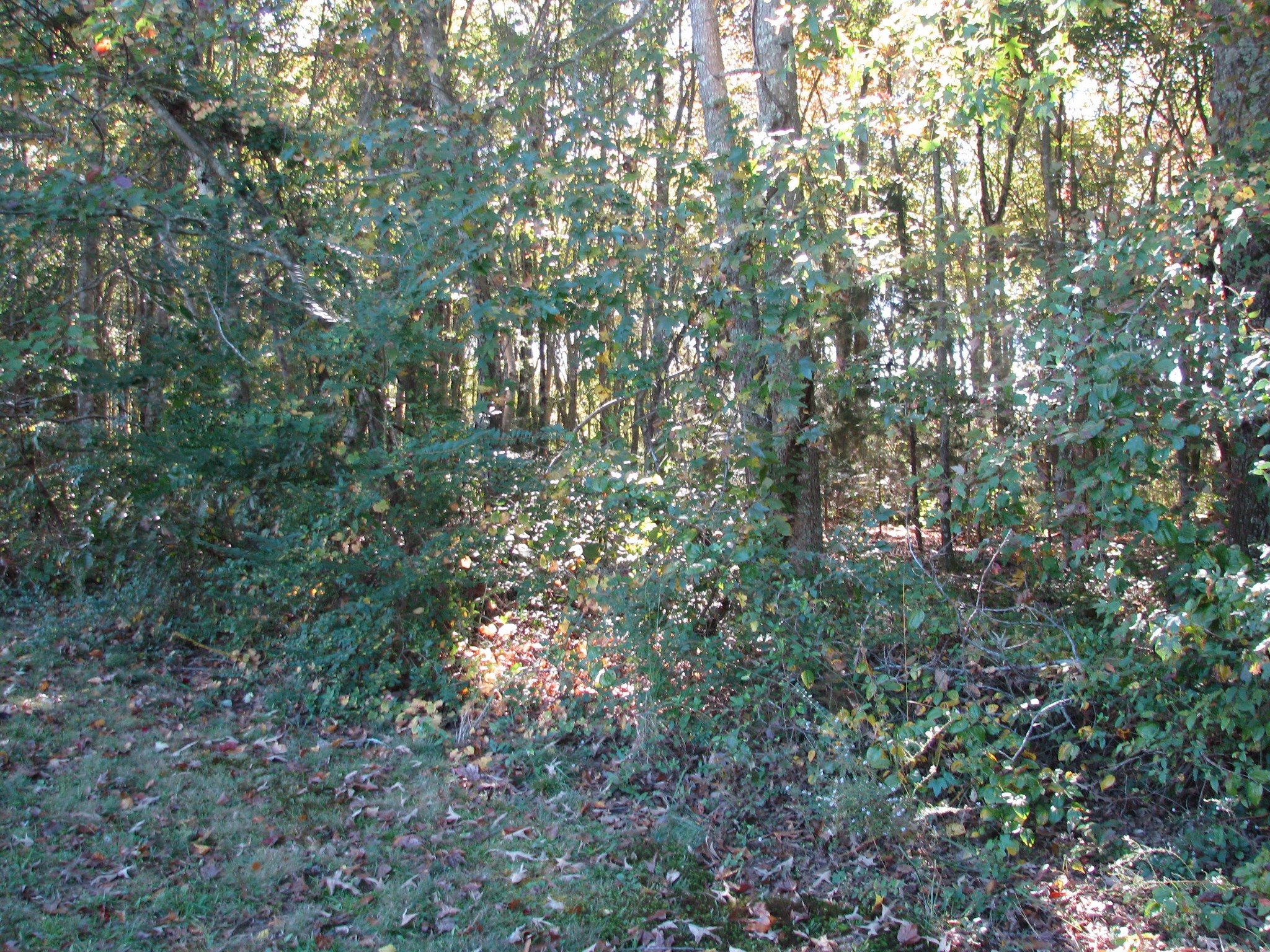 0 Hargis Road McEwen, TN 37101 - Photo 10 of 15 Gallery Image 10