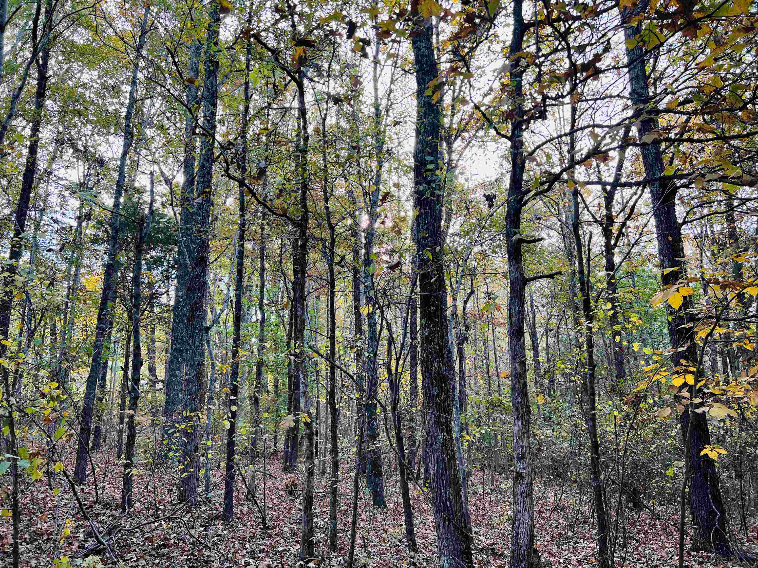 10338 Finger Leapwood Road Adamsville, TN 38310 - Photo 14 of 24 Gallery Image 14