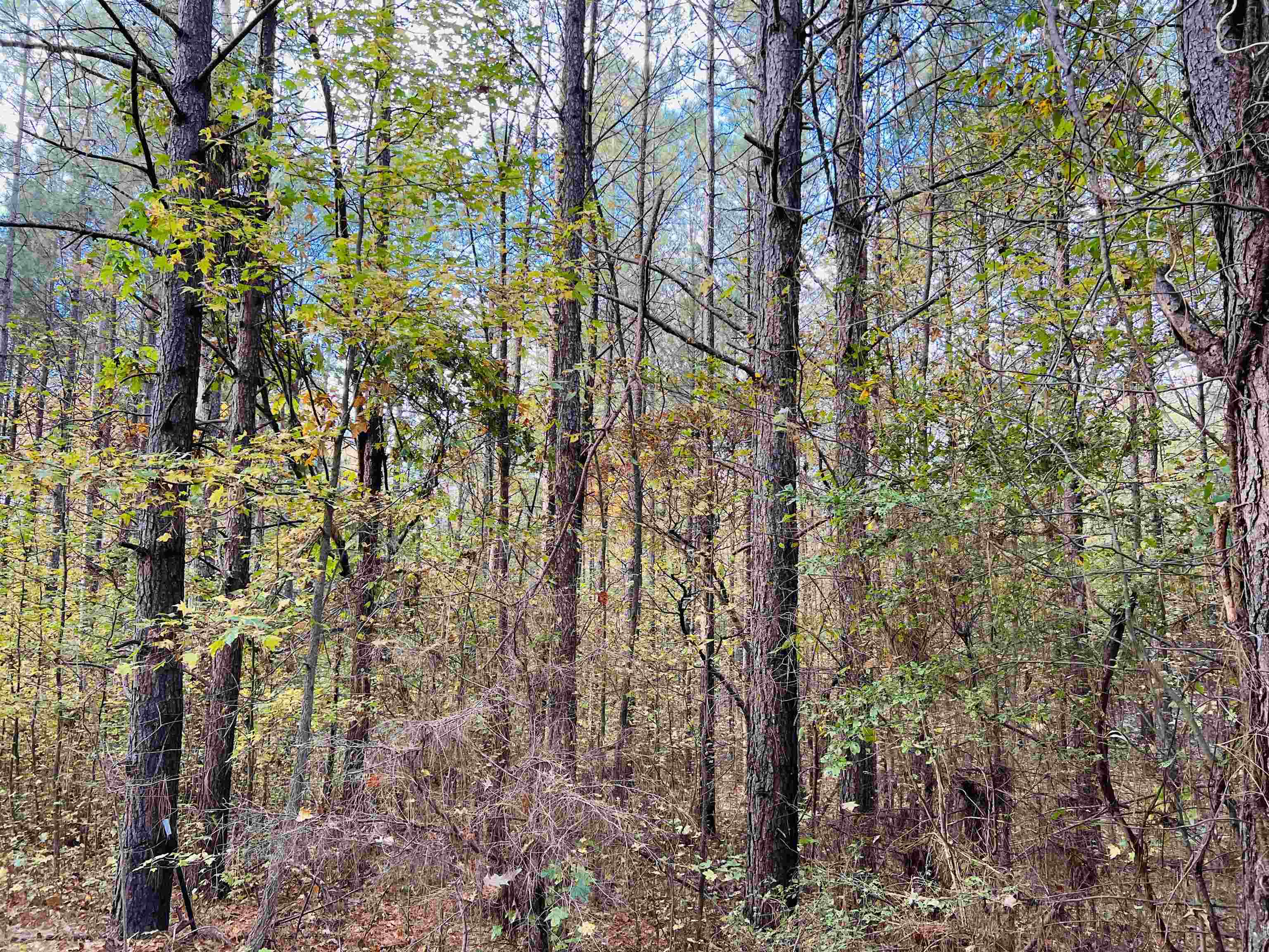 10338 Finger Leapwood Road Adamsville, TN 38310 - Photo 15 of 24 Gallery Image 15