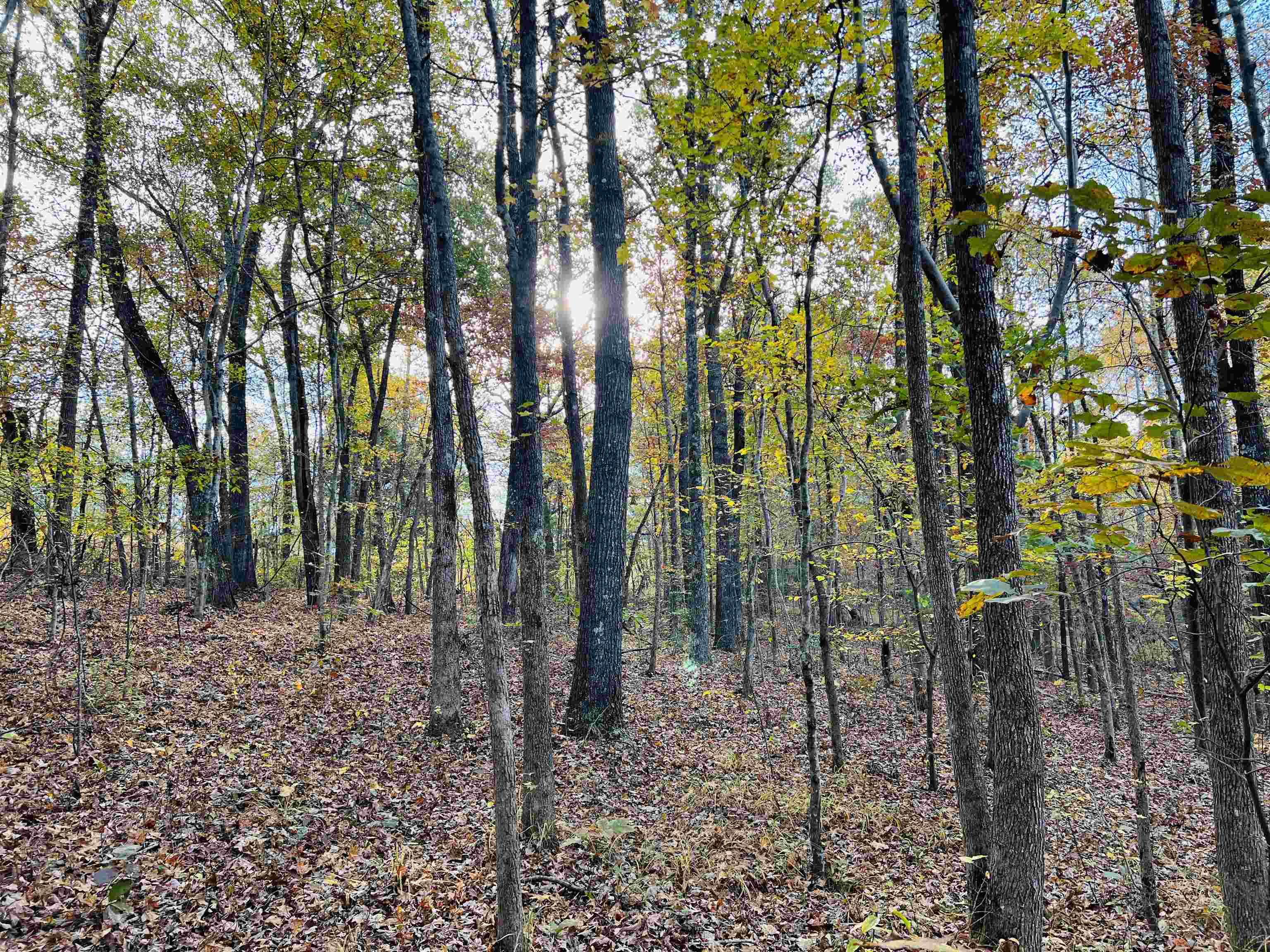 10338 Finger Leapwood Road Adamsville, TN 38310 - Photo 9 of 24 Gallery Image 9