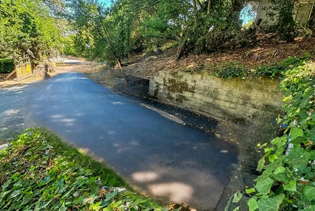a view of a yard with plants and large trees
