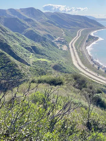 a view of a lush green forest with a mountain