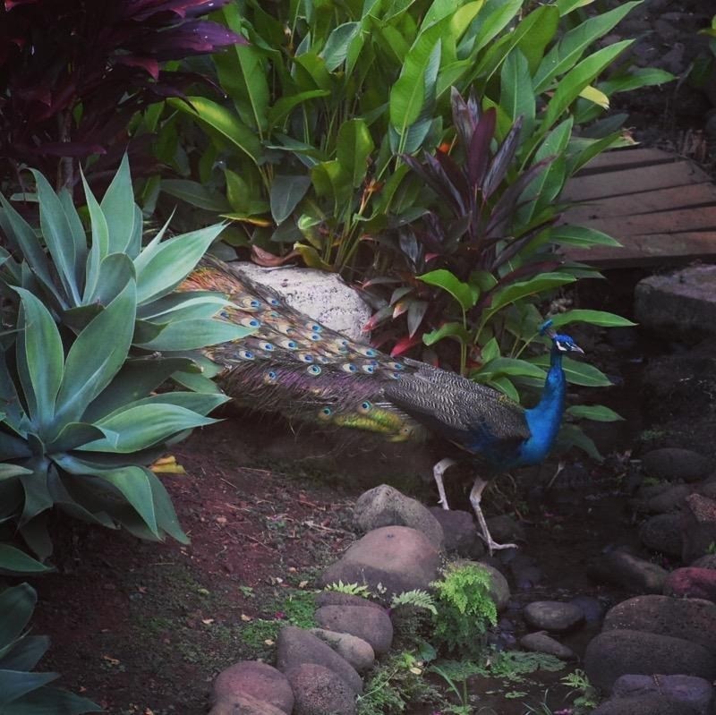 5382 Menehune Road Waimea, HI 96796 - Photo 24 of 24 Gallery Image 24