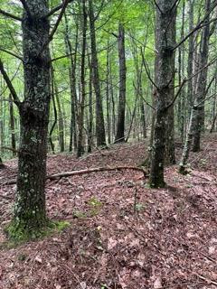 Lot 42 Timberline Road Murphy, NC 28906 - Photo 12 of 12