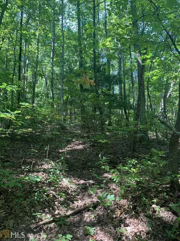 a view of a lush green forest