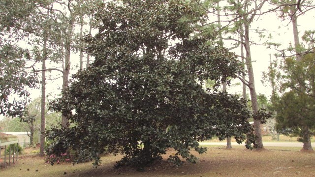124 Kendrick Road Carrabelle, FL 32322 - Photo 33 of 43 Gallery Image 33