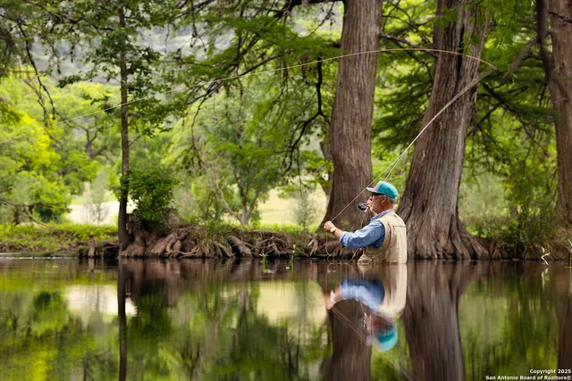 a view of a yard with plants and large trees