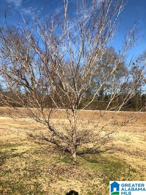 3092 County Road 41 Clanton, AL 35046 - Photo 18 of 22