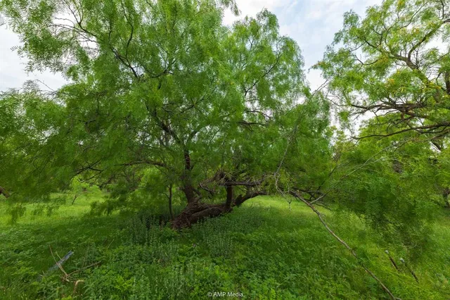 a view of a lush green forest
