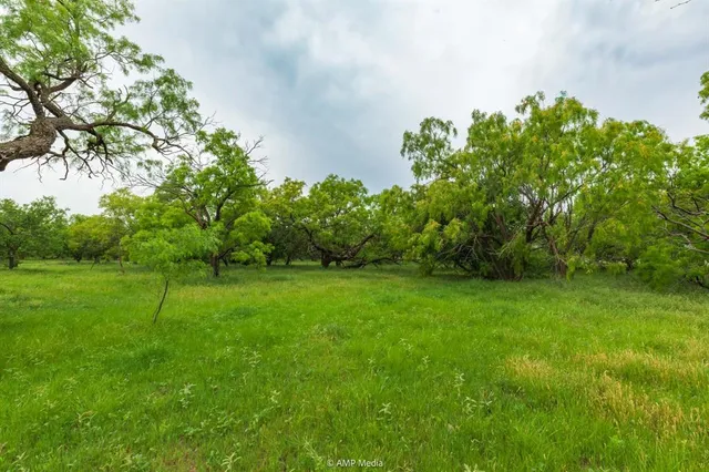 a view of a lush green space