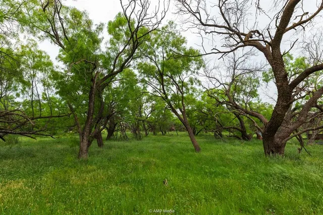 a huge green field with lots of trees