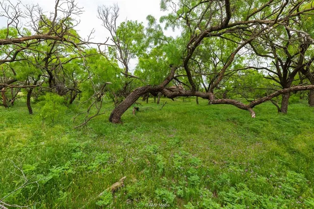 a view of yard with green space