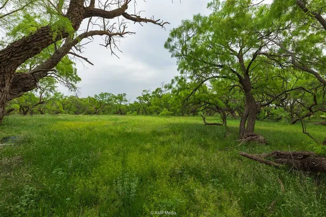a view of yard with green space