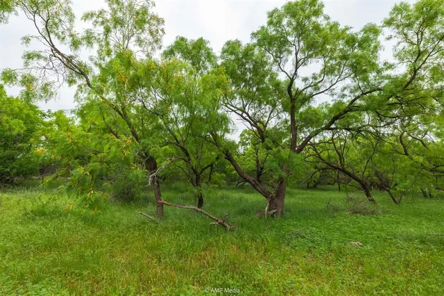 a view of a lush green space
