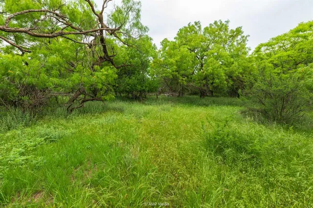 a view of a lush green space