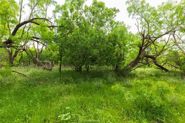 a view of a lush green space