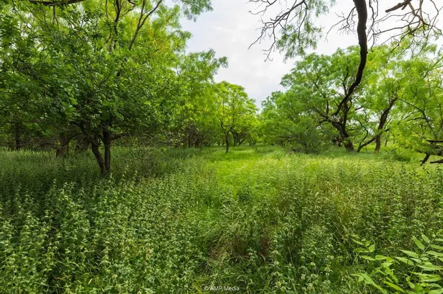 a view of a lush green space