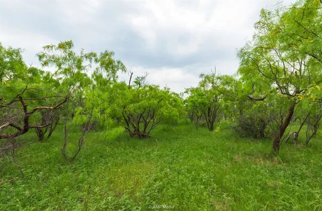 a green field with lots of bushes