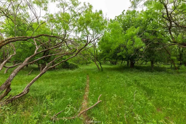 a view of yard with green space