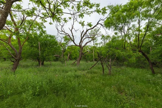 a view of lush green forest