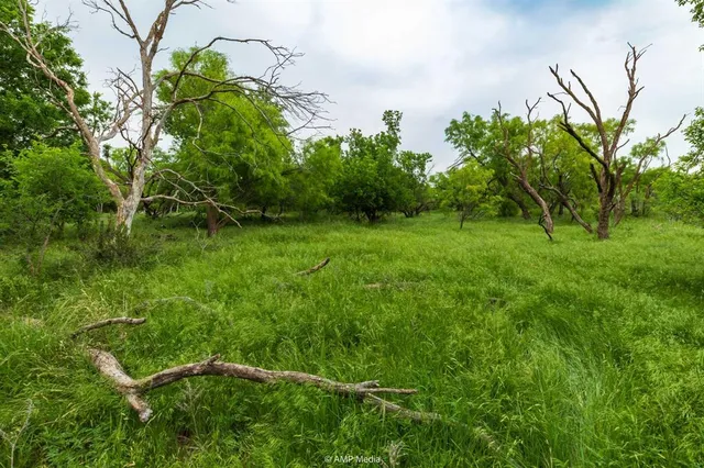 a view of a lush green forest