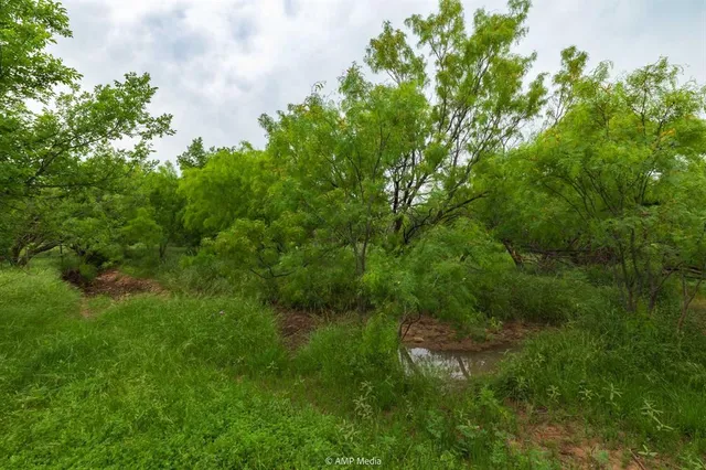 a view of lush green forest