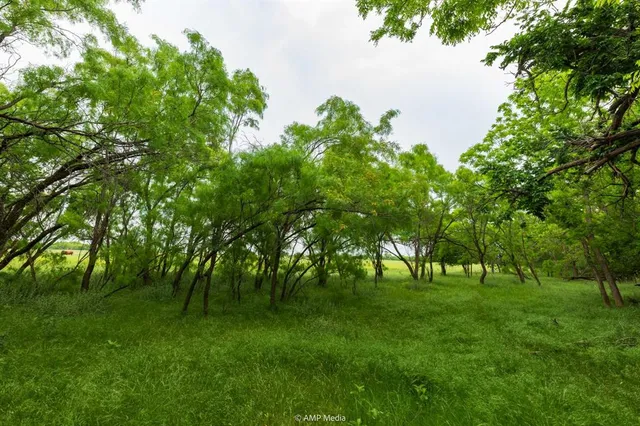 a green field with lots of trees