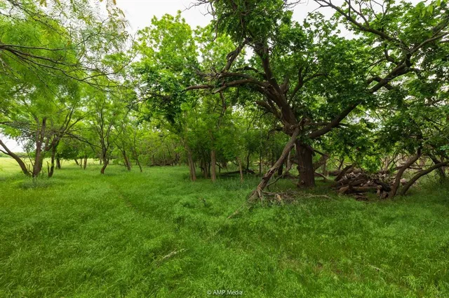 a view of a lush green space