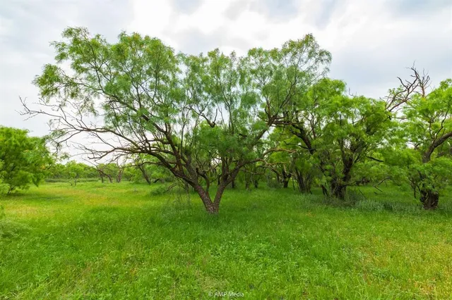 a view of yard with green space