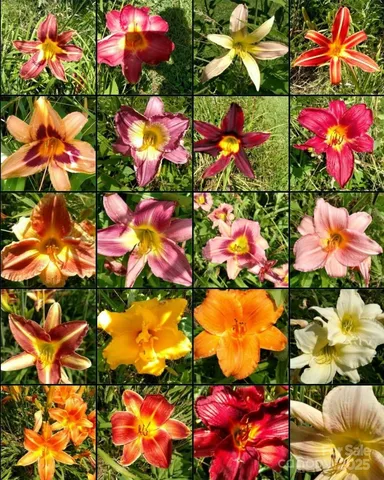 $475,000 | 13 Holly Hill Farm Road, Mars Hill, NC 28754