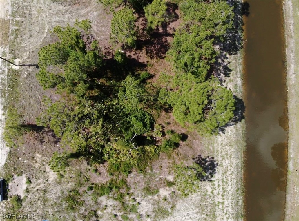 903 Albert Avenue Lehigh Acres, FL 33971 - Photo 3 of 7 a plant with lots of trees