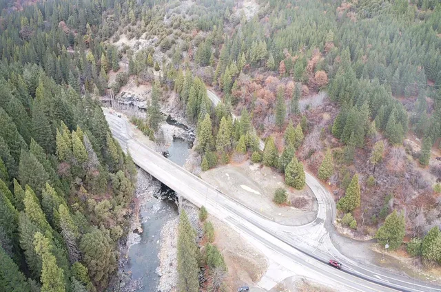 a view of a forest that has a tree