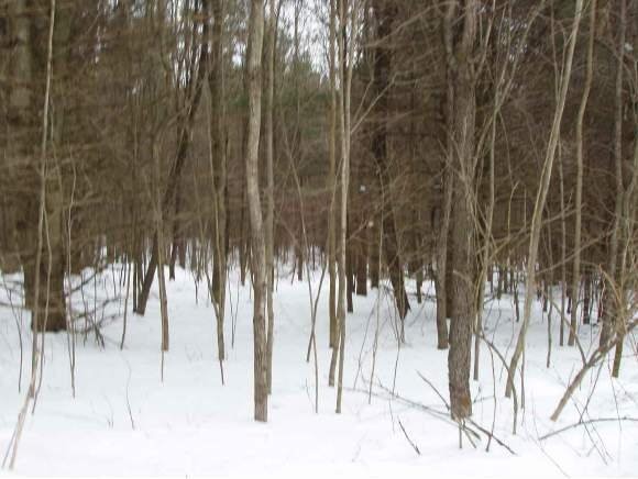 4 Bacon Hollow Road Sunderland, VT 05250 - Photo 1 of 1 Gallery Image 1
