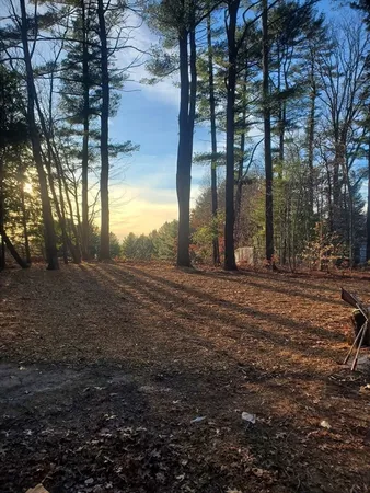 a view of road with large trees