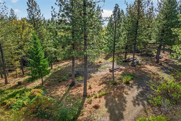 a view of a forest with trees in the background