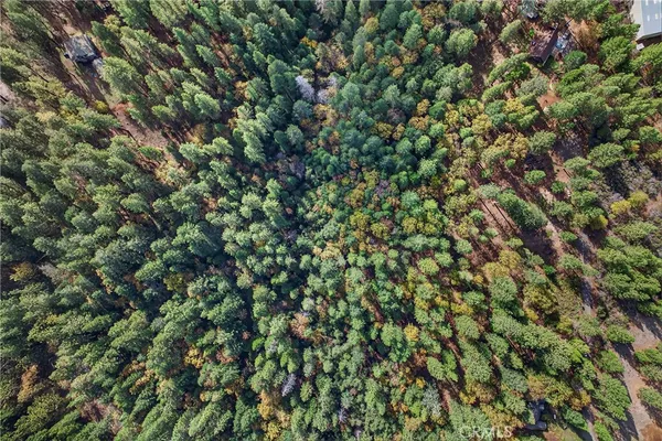a view of a lush green forest with a lake