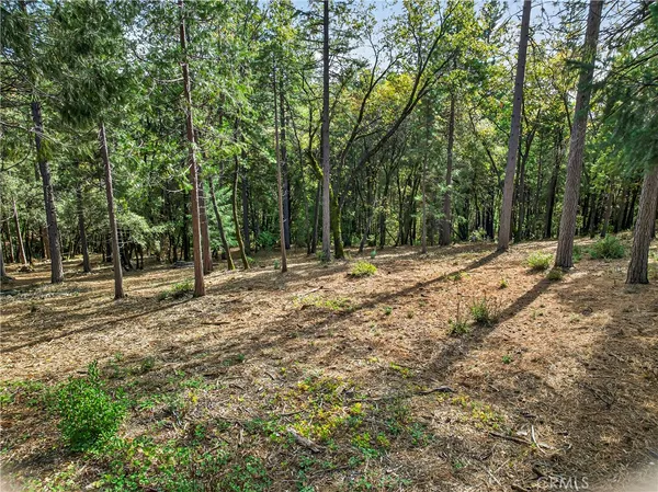 a view of a yard with large trees