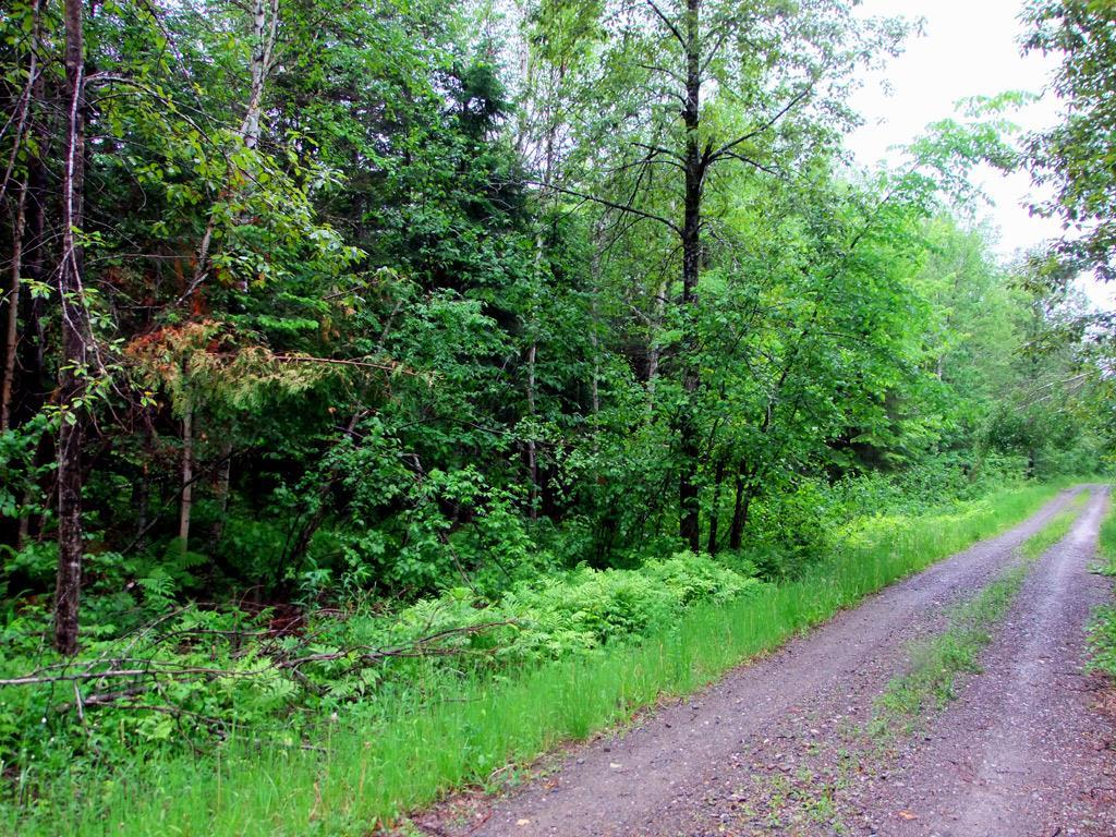 Lot13 Lot13 Kelley Road Wytopitlock, ME 04497 - Photo 12 of 17 Photo