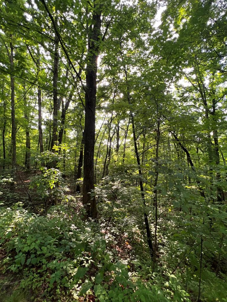 0 Laurel Drive Marble, NC 28905 - Photo 13 of 42
