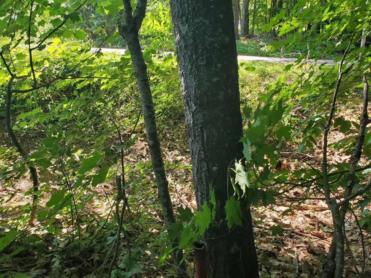Lot 35 Higgins Hill Road Morrill, ME 04952 - Photo 10 of 17 20260723_095058